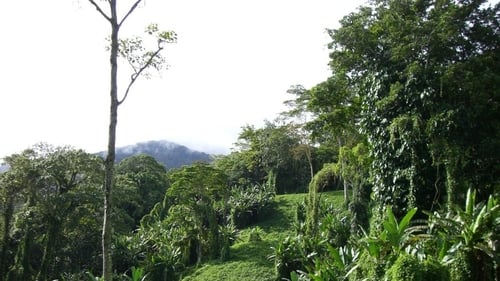 Kokoda download